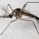 A lazy-as-hell male Aedes aegypti mosquito.